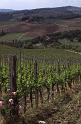 Italy 99 Chianti Vines